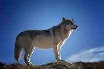 wolf123.jpg