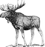 moose.jpg