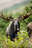 moosetwo.jpg