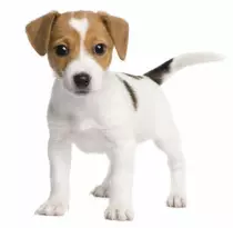 dog.jpg