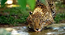 imagenes/jaguar.jpg