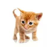 images/cat.jpg