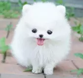 perrito.jpg