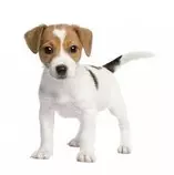 Dog.jpg
