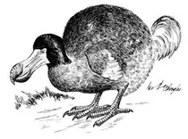 images/013_i_raphus_cucullatus_m.jpg