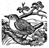 images/Bird_in_the_Tree.jpg