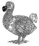 images/Dodo.png
