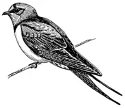 images/Swallow.png