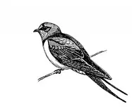 images/bird.jpg