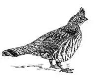images/bird2.jpg