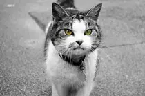 images/cat.jpg