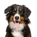 images/mountain-dog.jpg