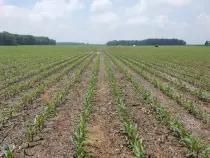 Media/Research/Cornfield.jpg