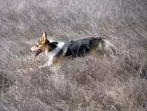 corgib.jpg