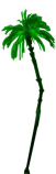 meowave/images/green_palm_right.png
