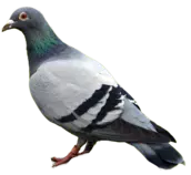 images/pigeon_PNG3426.png