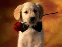 golden-retriever-pupy-desktop-wallpapers-for-background-free-dog-images.jpg