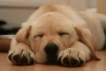 puppy-1371458.jpg
